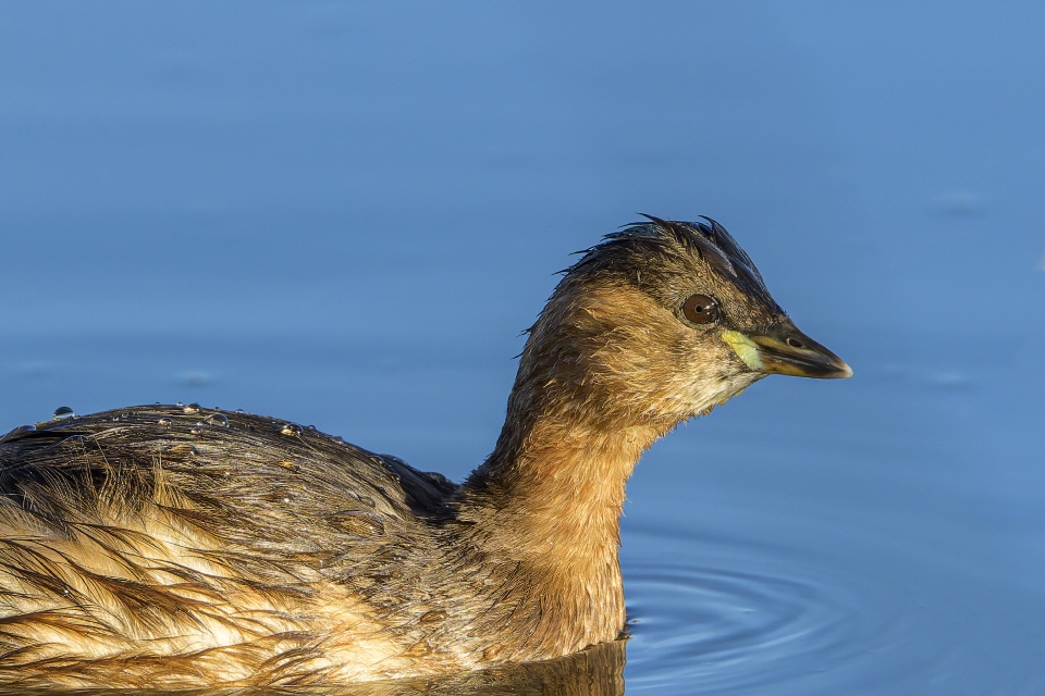 Zwergtaucher