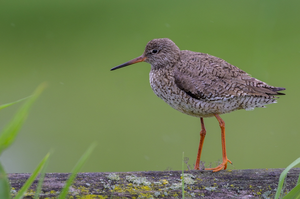 Rotschenkel