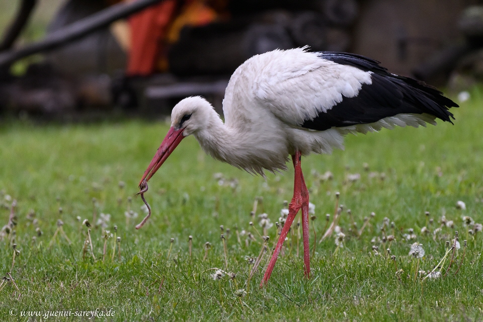 Weißstorch