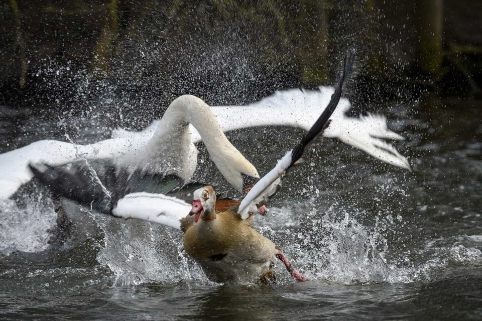 Höckerschwan attackiert eine Nilgans