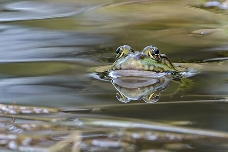 Frösche