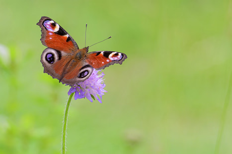 Schmetterlinge