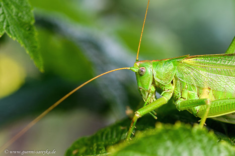 Sonstige Insekten