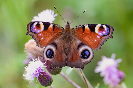 Insekten