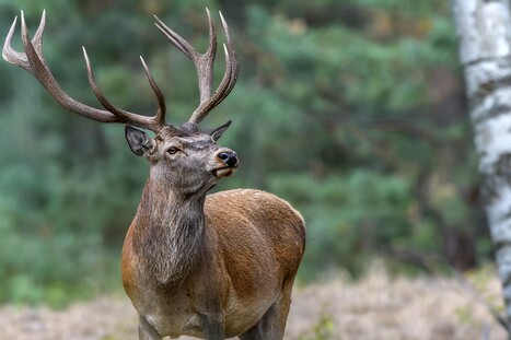 Rothirsche -allgemein-