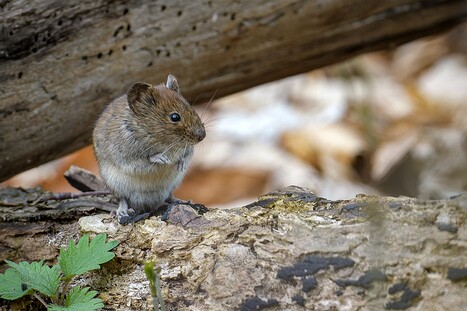 Sonstige Säugetiere