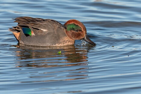 Gründelenten (Schwimmenten)