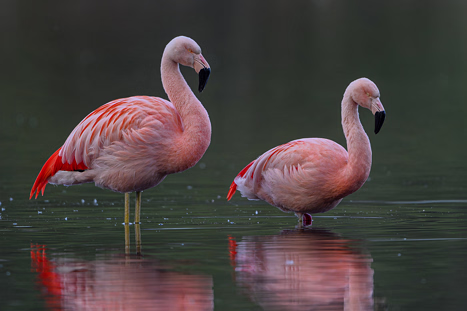 Flamingos