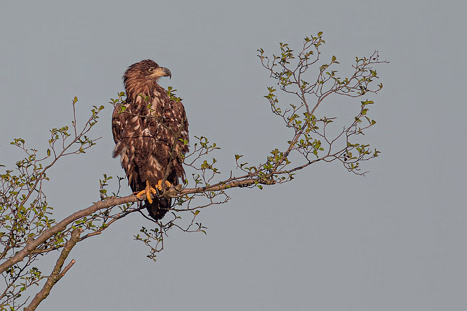 Seeadler