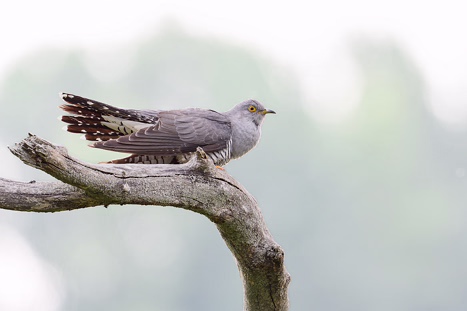 Kuckucksvögel