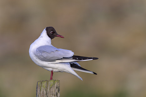 Möwenvögel