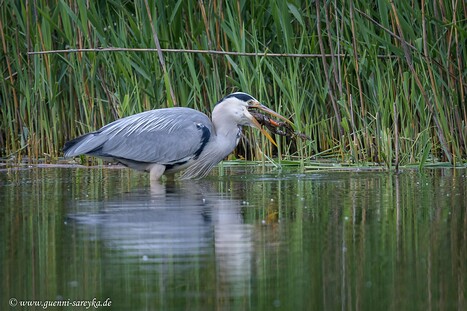 Graureiher