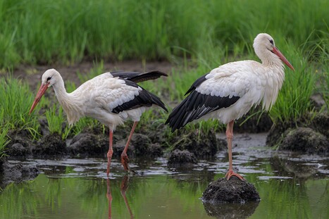 Weißstörche