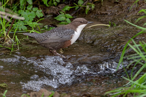 Wasseramseln