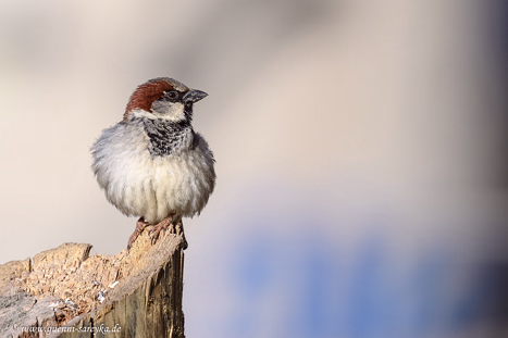 Webervögel