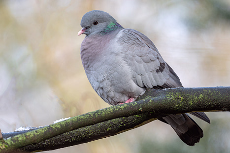 Taubenvögel