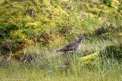Regenbrachvögel