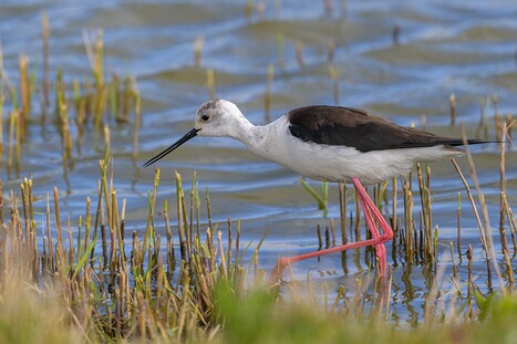 Stelzenläufer und Säbelschnäbler